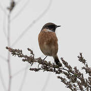 European Stonechat