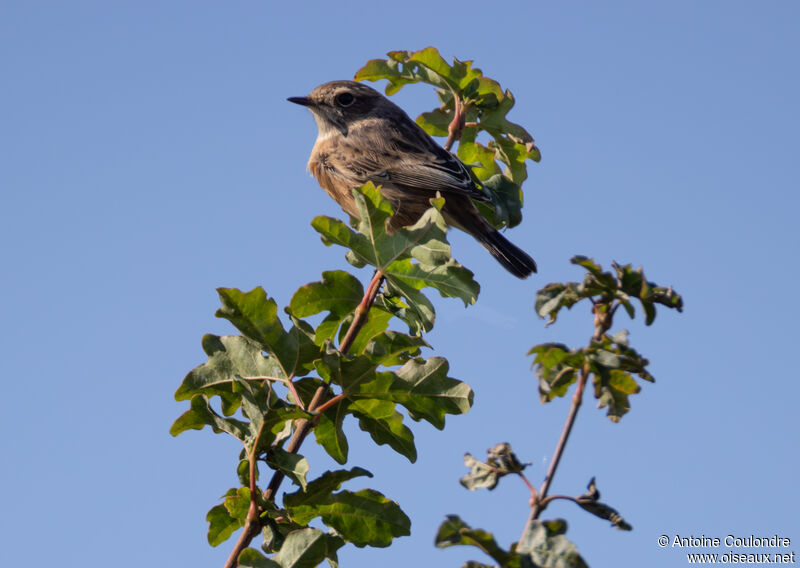 European Stonechat female adult post breeding