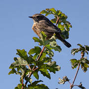 European Stonechat