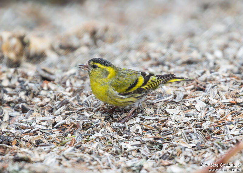 Eurasian Siskin male adult breeding