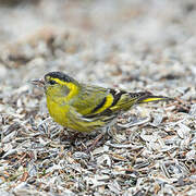 Eurasian Siskin