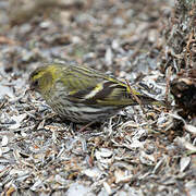 Eurasian Siskin