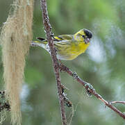 Eurasian Siskin