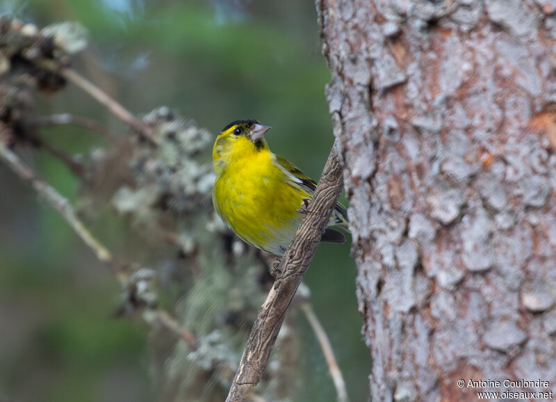 Eurasian Siskin male adult breeding