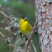 Eurasian Siskin