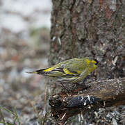 Eurasian Siskin