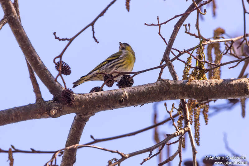 Eurasian Siskinadult post breeding