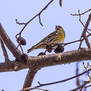 Eurasian Siskin