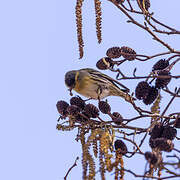 Eurasian Siskin