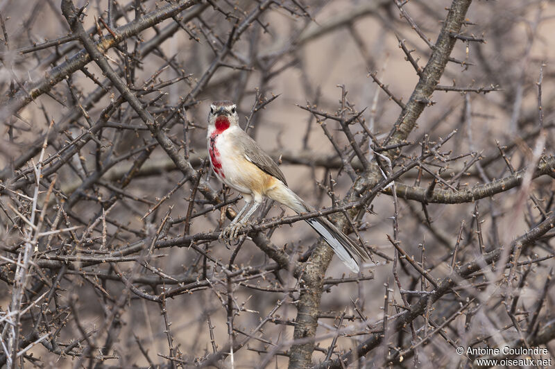 Rosy-patched Bushshrike male adult breeding