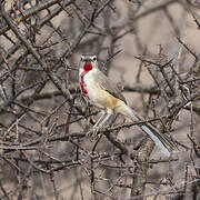 Rosy-patched Bushshrike