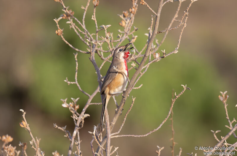 Rosy-patched Bushshrike male adult breeding, song