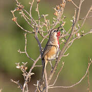 Rosy-patched Bushshrike