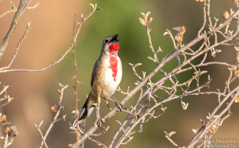 Rosy-patched Bushshrike male adult breeding, song