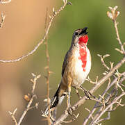 Rosy-patched Bushshrike