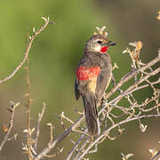 Rosy-patched Bushshrike