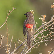 Rosy-patched Bushshrike