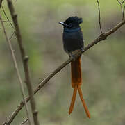 African Paradise Flycatcher