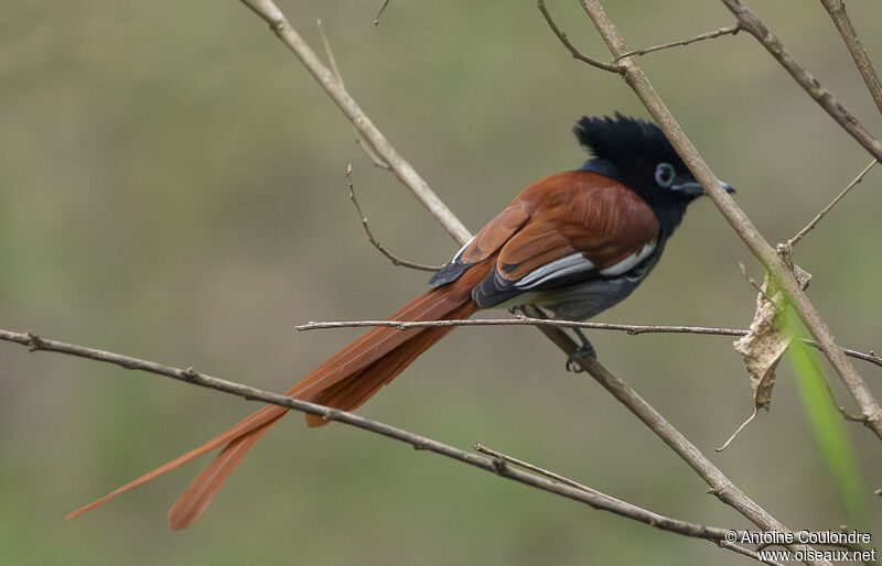 African Paradise Flycatcher male adult breeding