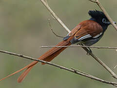 African Paradise Flycatcher