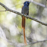 African Paradise Flycatcher