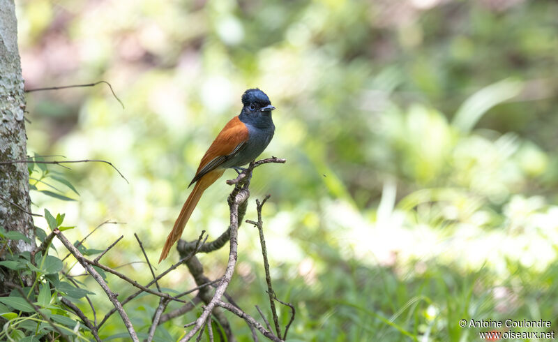 African Paradise Flycatcher female adult breeding