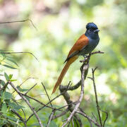 African Paradise Flycatcher