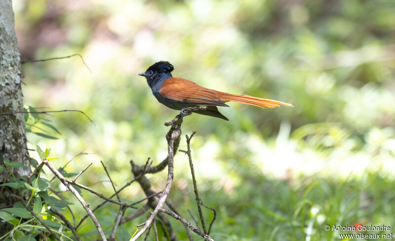 African Paradise Flycatcher female adult breeding