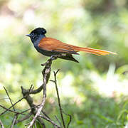 African Paradise Flycatcher