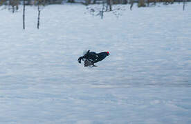 Black Grouse