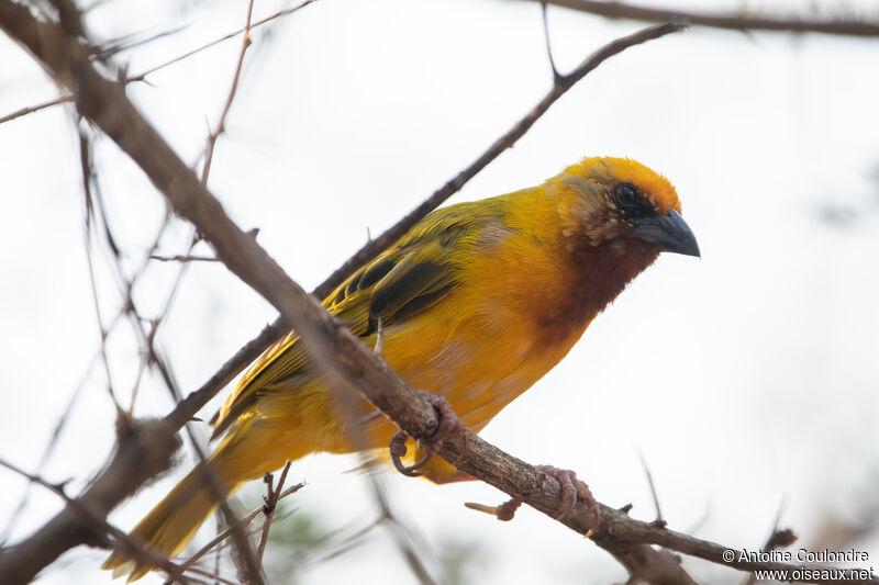 Southern Brown-throated Weaver male adult breeding