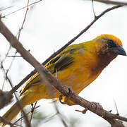 Southern Brown-throated Weaver