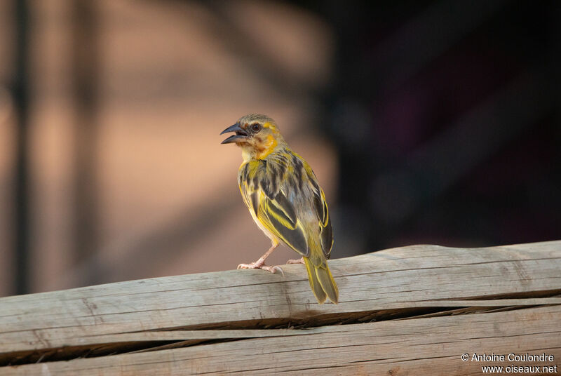 Southern Brown-throated Weaver male adult breeding