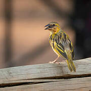 Southern Brown-throated Weaver