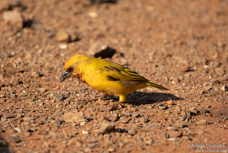 Southern Brown-throated Weaver male adult breeding