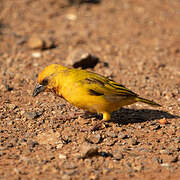 Southern Brown-throated Weaver