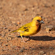 Southern Brown-throated Weaver