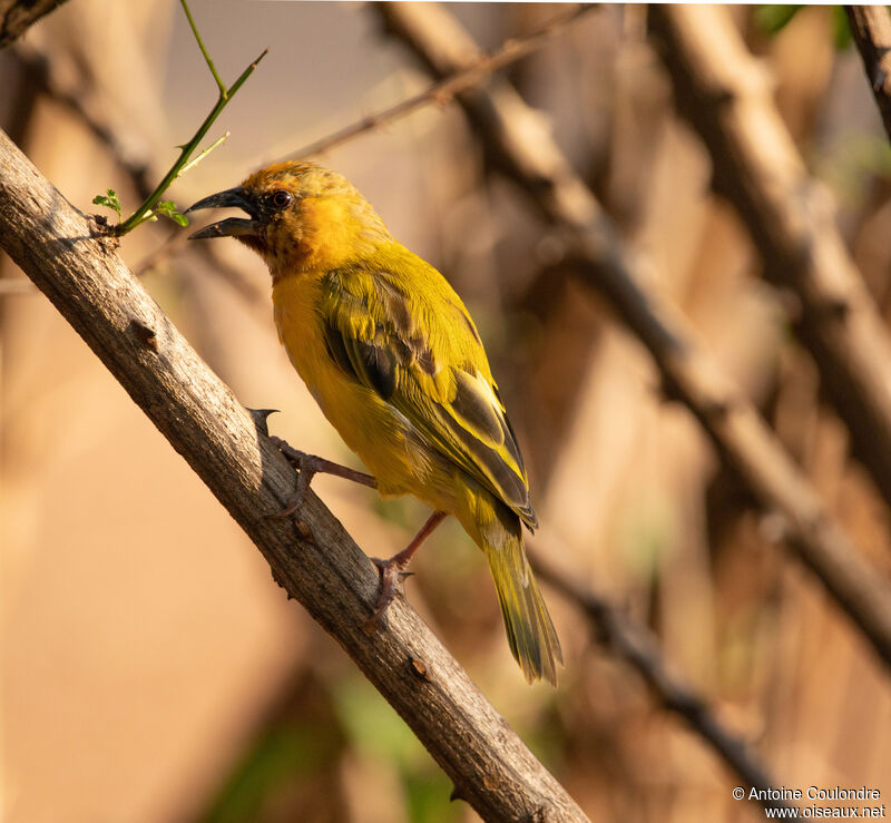 Southern Brown-throated Weaver male adult breeding