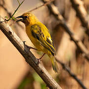 Southern Brown-throated Weaver