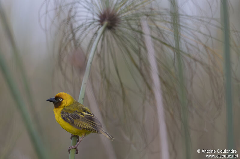 Northern Brown-throated Weaver male adult breeding