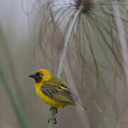 Northern Brown-throated Weaver