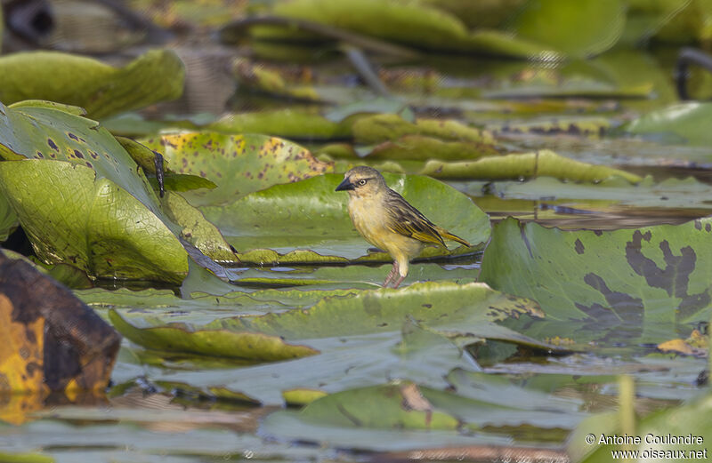 Northern Brown-throated Weaver female adult breeding