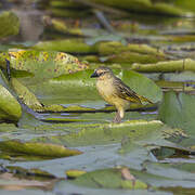 Northern Brown-throated Weaver