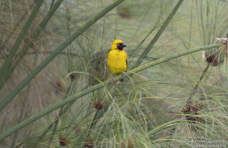 Northern Brown-throated Weaver male adult breeding