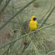 Northern Brown-throated Weaver