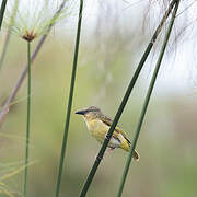 Northern Brown-throated Weaver