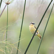 Northern Brown-throated Weaver