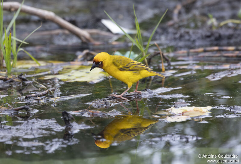 Northern Brown-throated Weaver male adult breeding