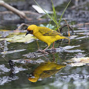 Northern Brown-throated Weaver