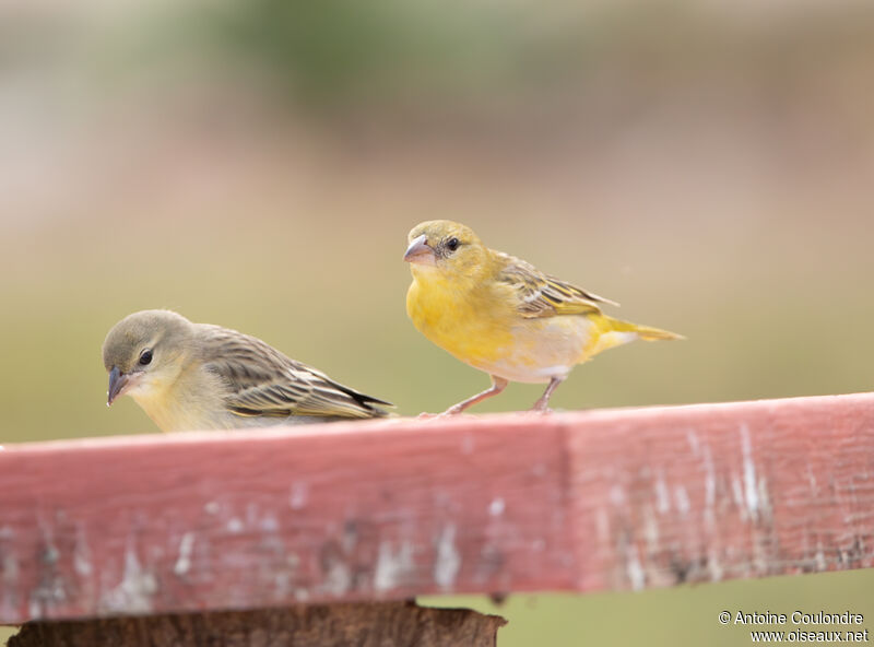 Southern Masked Weaveradult post breeding